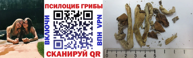 Псилоцибиновые грибы Psilocybe  Бронницы 